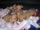 Cachorros chihuahua para regalos