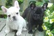 Cachorros de bulldog francés para regalos de adopción