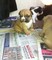 Cachorros de bulldog francés para regalos de adopción