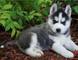 Cachorros de husky siberiano registrados navidad - Foto 1