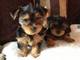 Cachorros de yorkshire terrier en miniatura