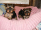 Cachorros de Yorkshire Terrier en miniatura navidad - Foto 3