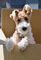 Cachorros fox terrier navidad