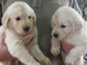 Cachorros golden retriever navidad