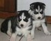 Cachorros husky para nueva casa - Foto 1