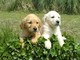 Cachorros lindos y adorables de golden retriever
