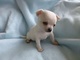 Cariñoso..,.regalo perfectamente hermosos cachorros de chihuahua - Foto 1