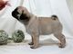 Carlino pug cachorros para su hogar.ddhjty navidad