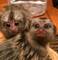 Dulce adorable perros marmoset