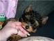 Dulce cachorros de Yorkshire Terrier en miniatura navidad - Foto 1