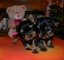 Dulce cachorros de Yorkshire Terrier en miniatura navidad - Foto 2