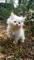 Gatitos persas de chinchilla  - Foto 1