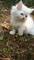 Gatitos persas de chinchilla  - Foto 2