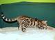 Gatos puros de Bengala - TICA registrado con pedigríes - navidad - Foto 1