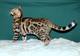 Gatos puros de Bengala - TICA registrado con pedigríes - navidad - Foto 2