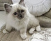 Gccf lilac birman gatitos castrados - navidad
