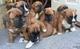 Gratis cachorros boxer 3 meses en adopción