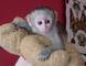 Gratis capuchinos para adopción