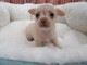 Gratis Chihuahua cachorro - Foto 1