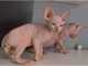 Gratis Gatitos Sphynx macho y hembra - Foto 1