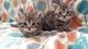 Gratis Munchkins gatos - Foto 1