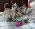 Gratis Pedigrí ruso gatitos azules - Foto 1