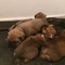 Gratis Perritos de mastiff - Foto 1