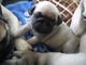 Gratis Pug cachorritos - Foto 1