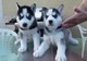 Hermosa siberian Husky Girl And Boy Ready - Foto 1