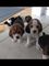 Hermosos cachorros beagle