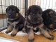 Hermosos cachorros de perro alemán - Foto 1