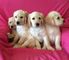 Hermosos cachorros golden retriever