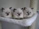 Hermosos gatitos Ragdoll - Foto 1