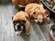 High quility English Bulldog Puppies Disponible - Foto 1