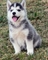 Impresionantes cachorros de husky navidad