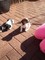 Jack russell puppies (solo quedan dos)
