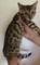 Listo ahora impresionante atigrado femenino Tica gatos de Bengala - Foto 1