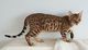 Listo ahora impresionante atigrado femenino Tica gatos de Bengala - Foto 2