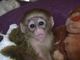 Los monos capuchinos macho y hembra para la adopción 