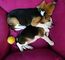 Magnífica camada de beagle navidad - Foto 1