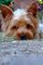 Miniatura yorkshire terriers cachorros disponibles - Foto 2