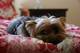 Miniatura yorkshire terriers cachorros disponibles - Foto 3
