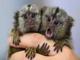 Monos marmoset para adopción