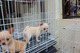 Montas y Preciosos cachorritos de chihuahuas toy navidad - Foto 2