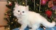 Peludos gatitos persas disponibles - Foto 1