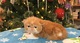 Peludos gatitos persas disponibles - Foto 1