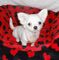 Perritos Chihuahua de calidad increíble para adopción - Foto 1