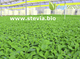 Plantas de stevia rebaudiana bertoni