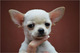 Preciosos cachorritos de chihuahuas toy navidad - Foto 1