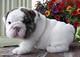 Preciosos cachorros de bulldog inglés disponibles //